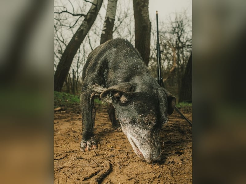 Fatima, soziale Hundedame, ca. 6 Jahre, *in 47198 Duisburg*