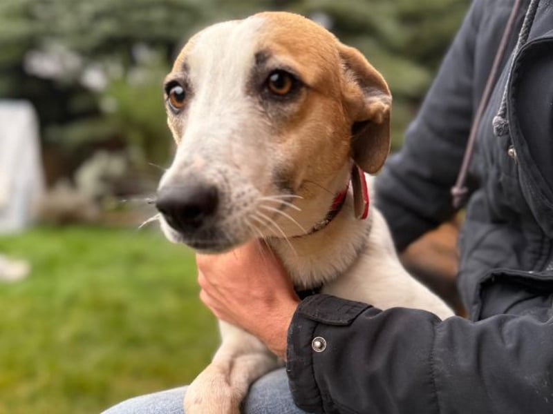 Dodo, geschundenes Hundemädchen, ca.16 kg, ca. 48 cm ca. 1 Jahr *in 66887 Jettenbach*