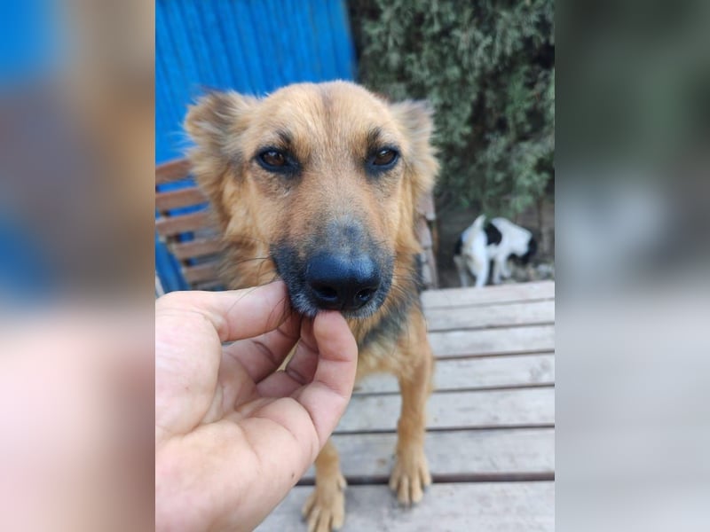 Nena, bezaubernde Herzensbrecherin, ca. 4 Jahre, ca. 42 cm, ca. 11 kg