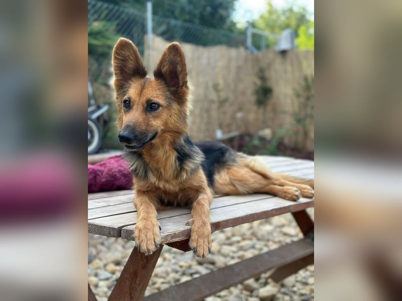 Nena, bezaubernde Herzensbrecherin, ca. 4 Jahre, ca. 42 cm, ca. 11 kg