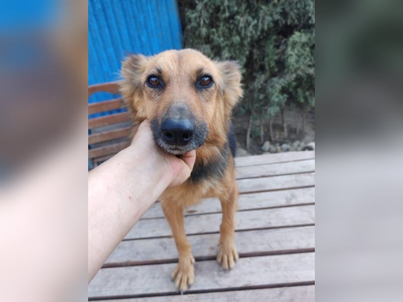 Nena, bezaubernde Herzensbrecherin, ca. 4 Jahre, ca. 42 cm, ca. 11 kg