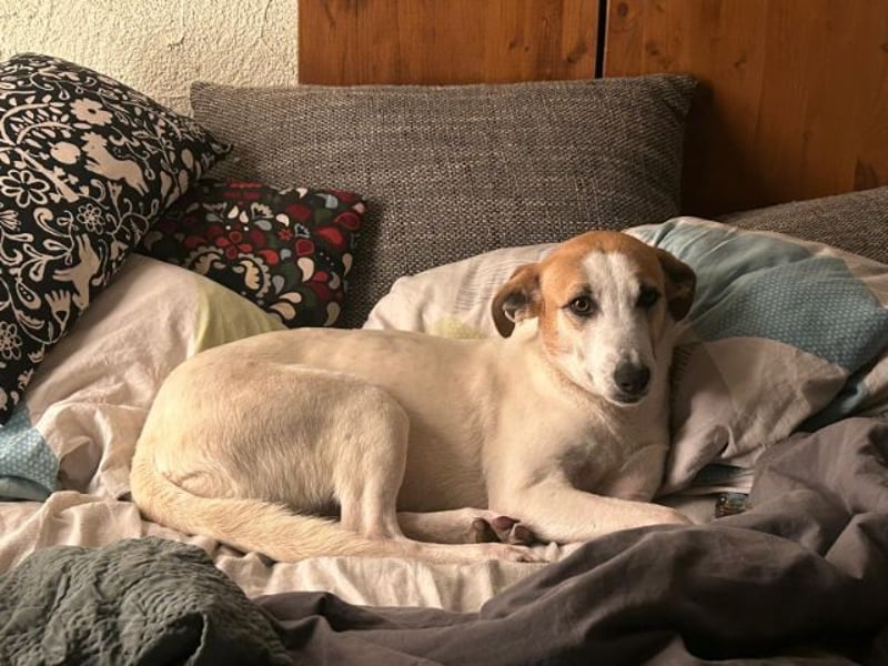 Dodo, geschundenes Hundemädchen, ca.16 kg, ca. 48 cm ca. 1 Jahr *in 66887 Jettenbach*