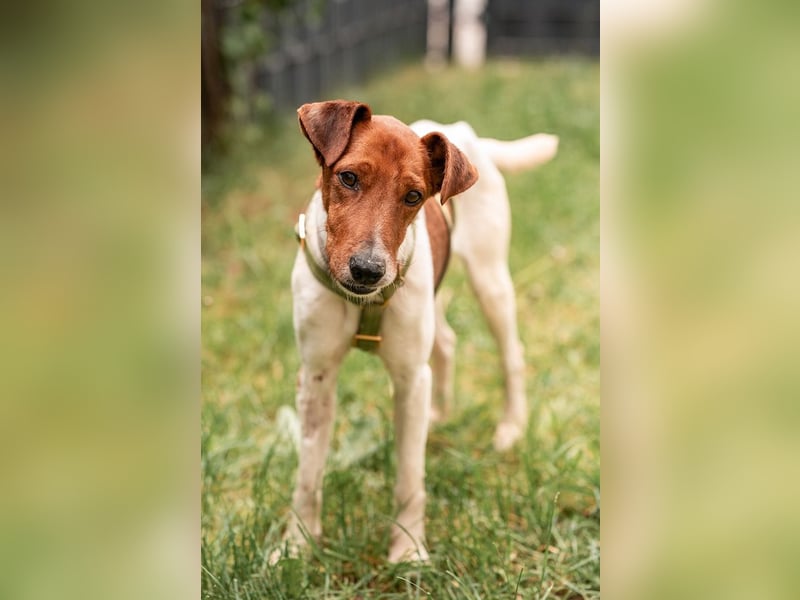 Foxi, lebensfroher Foxterriermix, ca. 2 Jahre, ca. 42 cm, ca. 10 kg *in 53894 Mechernich*