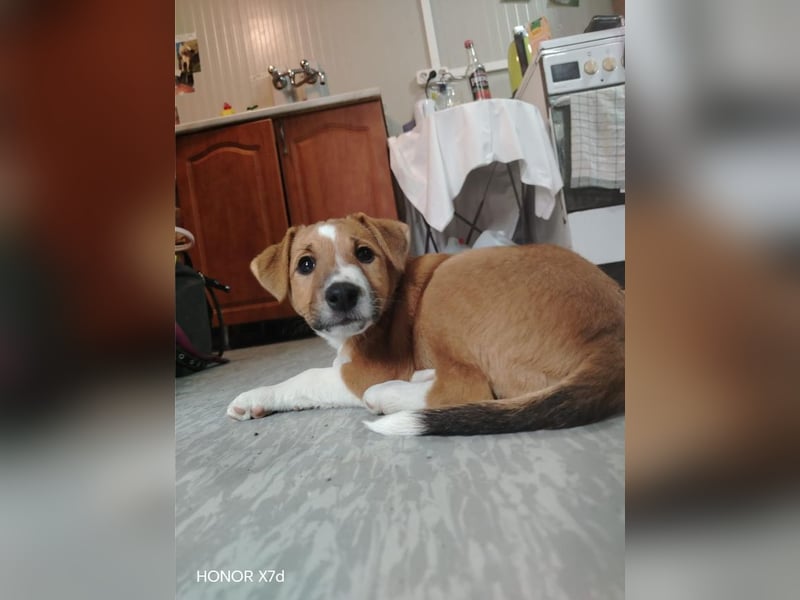 Luca, verspielte Herzensbrecherin, ca. 3 Monate, ca. 24 cm, ca. 4 kg