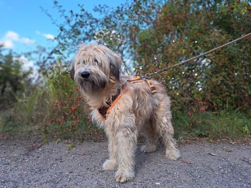 Püppi, schüchterne und liebevolle Hundedame, ca. 1 Jahre alt, ca. 44cm, ca. 15kg