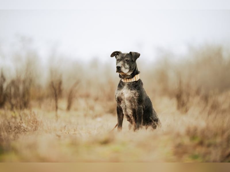 Fatima, soziale Hundedame, ca. 6 Jahre, *in 47198 Duisburg*