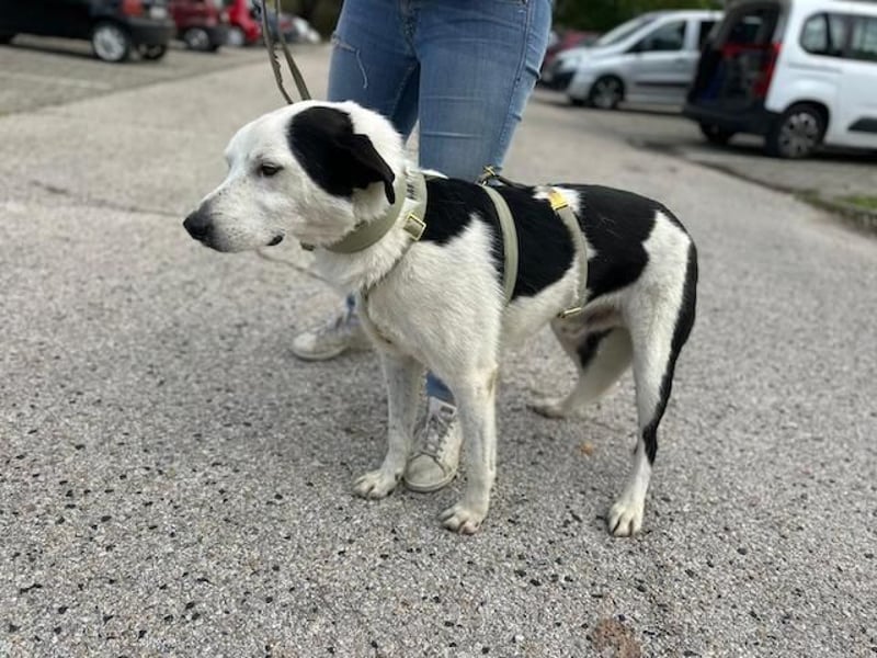 Mex – Gutmütiger Hundemann, ca 8 Jahre, ca 50 cm