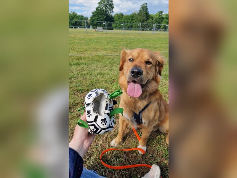 Hektor, sensibler Hundemann, 49 cm,19 kg, *in 38118 Braunschweig*