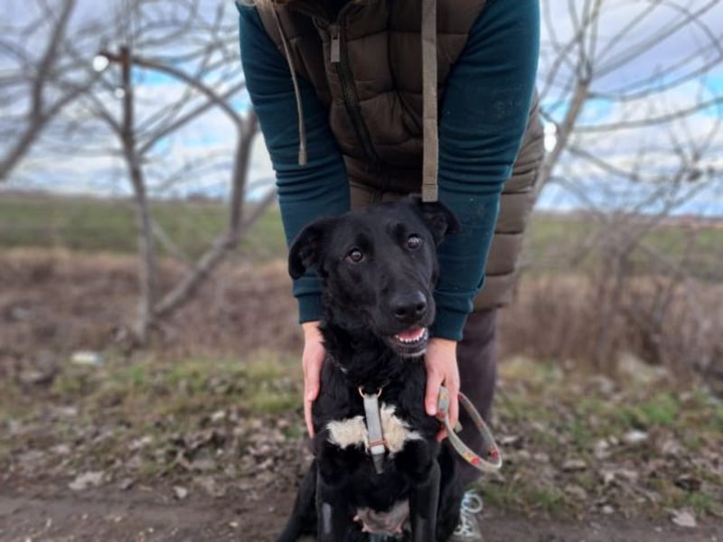 Bogár, liebevolle Herzensbrecherin, ca. 1 Jahr, ca. 47 cm, ca. 21 kg *in 88299 Leutkirch*