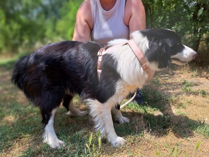 Molly, bezaubernde Border Collie Dame, ca. 4 Jahre, ca. 45 cm, ca. 13 kg *bald in 73087 Bad Boll*