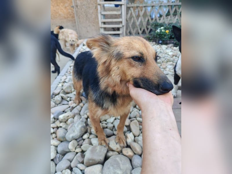 Nena, bezaubernde Herzensbrecherin, ca. 4 Jahre, ca. 42 cm, ca. 11 kg