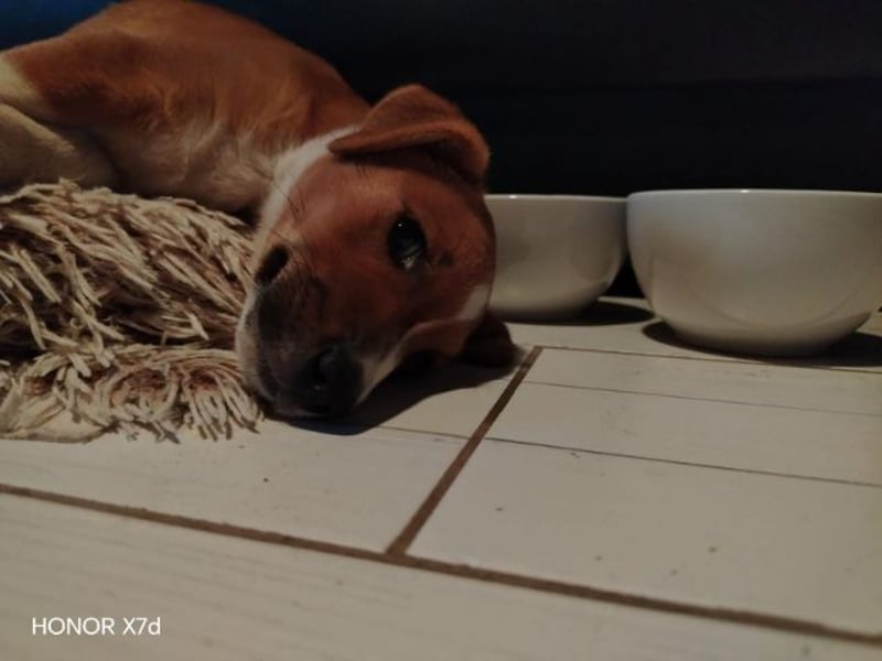 Luca, verspielte Herzensbrecherin, ca. 3 Monate, ca. 24 cm, ca. 4 kg