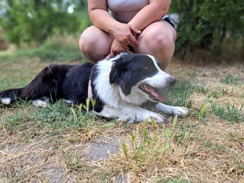 Molly, bezaubernde Border Collie Dame, ca. 4 Jahre, ca. 45 cm, ca. 13 kg *bald in 73087 Bad Boll*