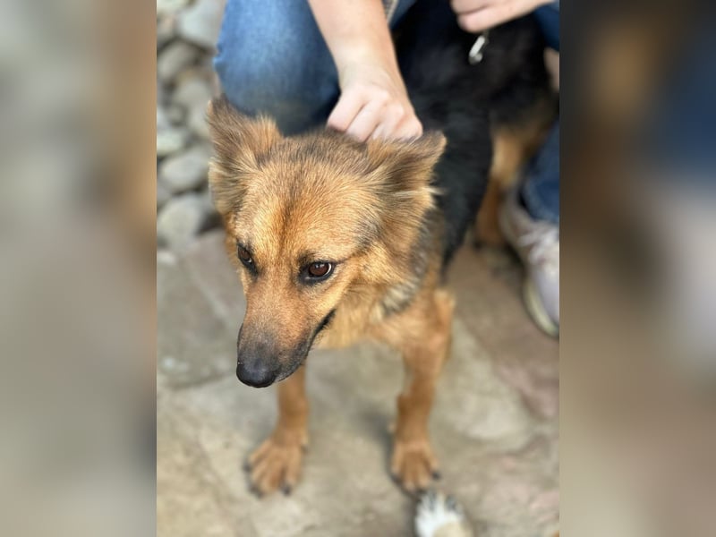 Nena, bezaubernde Herzensbrecherin, ca. 4 Jahre, ca. 42 cm, ca. 11 kg