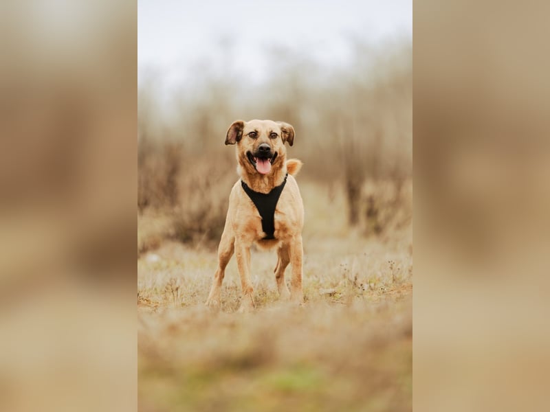 Nusi, verschmustes Energiebündel, ca. 4 Jahre, ca. 47cm, ca. 16kg *in 85591 Vatertstetten*