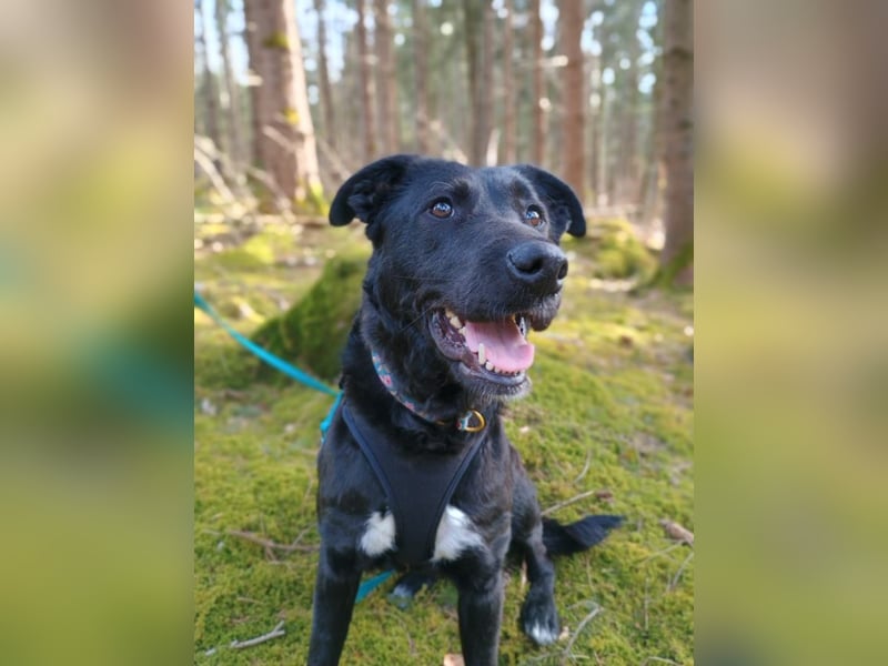 Bogár, liebevolle Herzensbrecherin, ca. 1 Jahr, ca. 47 cm, ca. 21 kg *in 88299 Leutkirch*