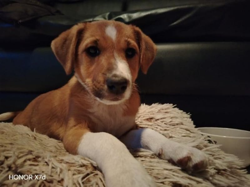 Luca, verspielte Herzensbrecherin, ca. 3 Monate, ca. 24 cm, ca. 4 kg