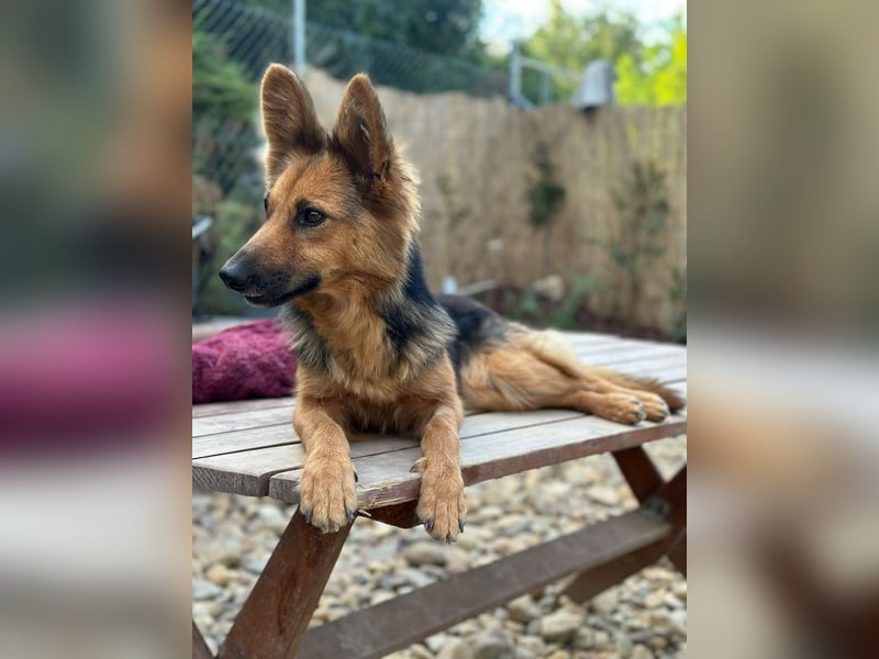 Nena, bezaubernde Herzensbrecherin, ca. 4 Jahre, ca. 42 cm, ca. 11 kg