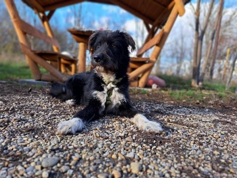 Lua, liebenswürdige Hundedame, ca. 1 Jahr, ca. 48 cm, ca 15 kg *bald in 83250 Marquarstein*