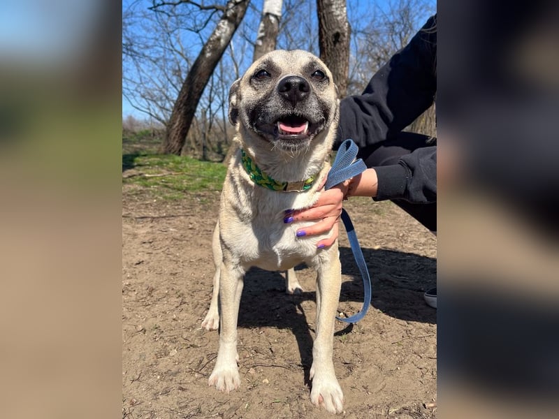 Nyüzsi, entspannter Herzenshund, ca. 2 Jahre, ca. 42 cm, ca. 18 kg *bald in 82008 Unterhaching*