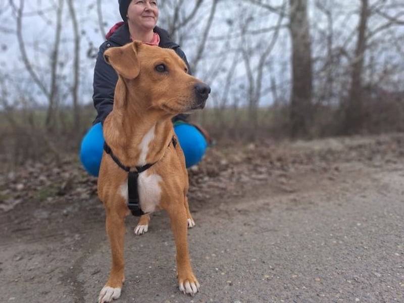Hachiko, treuer Begleiter, ca. 8 Jahre, ca. 45 cm, ca. 18 kg
