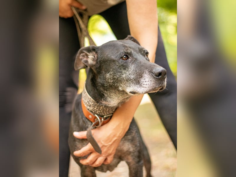 Fatima, soziale Hundedame, ca. 6 Jahre, *in 47198 Duisburg*