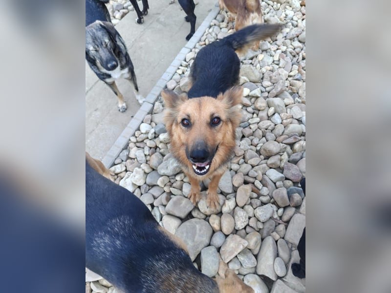 Nena, bezaubernde Herzensbrecherin, ca. 4 Jahre, ca. 42 cm, ca. 11 kg