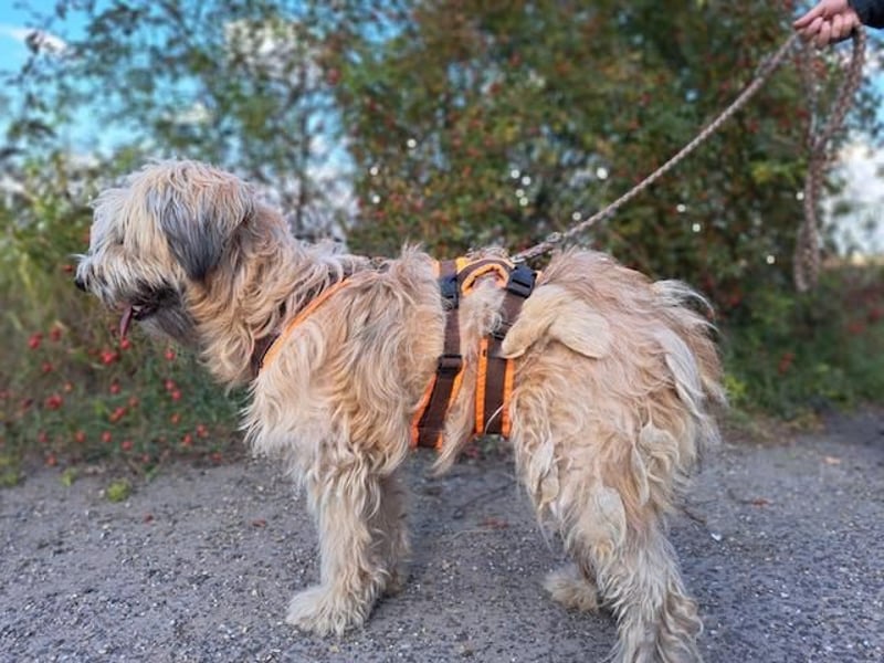 Püppi, schüchterne und liebevolle Hundedame, ca. 1 Jahre alt, ca. 44cm, ca. 15kg