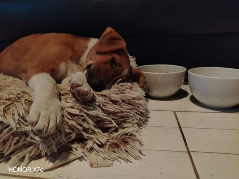 Luca, verspielte Herzensbrecherin, ca. 3 Monate, ca. 24 cm, ca. 4 kg