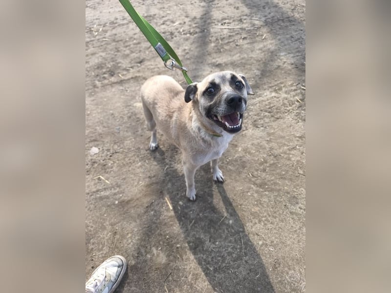 Nyüzsi, entspannter Herzenshund, ca. 2 Jahre, ca. 42 cm, ca. 18 kg *bald in 82008 Unterhaching*