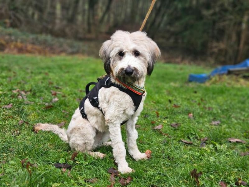 Püppi, schüchterne Hundedame, ca. 1 Jahr, ca. 44cm, ca. 15kg *in 45468 Mülheim*