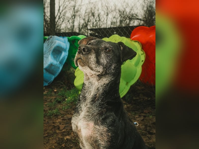 Fatima, soziale Hundedame, ca. 6 Jahre, *in 47198 Duisburg*