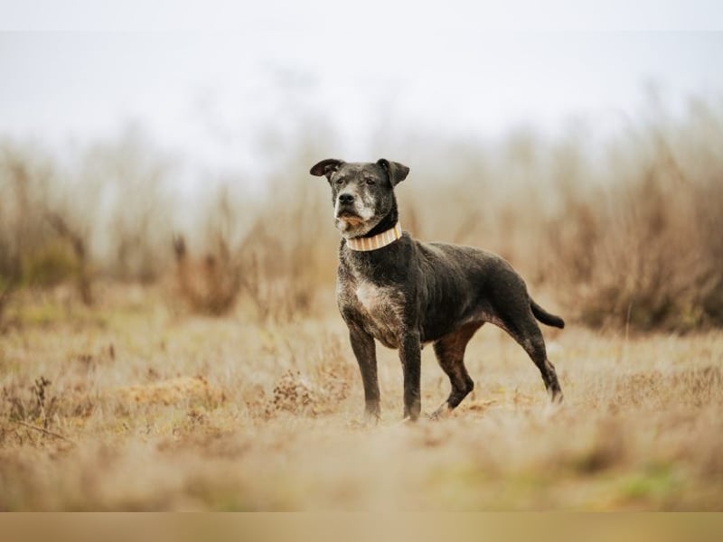 Fatima, soziale Hundedame, ca. 6 Jahre, *in 47198 Duisburg*