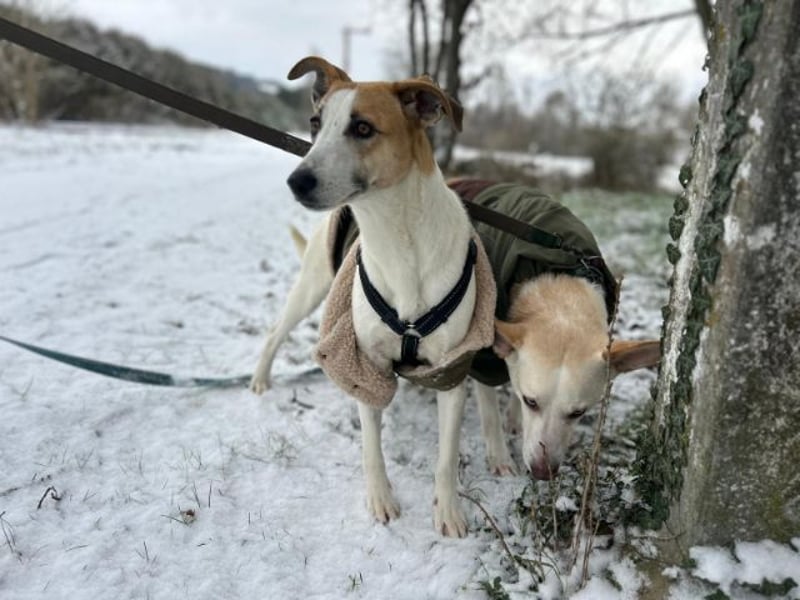 Dodo, geschundenes Hundemädchen, ca.16 kg, ca. 48 cm ca. 1 Jahr *in 66887 Jettenbach*