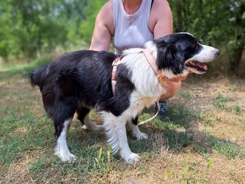 Molly, bezaubernde Border Collie Dame, ca. 4 Jahre, ca. 45 cm, ca. 13 kg *bald in 73087 Bad Boll*