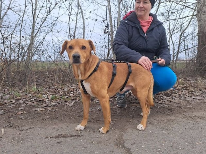 Hachiko, treuer Begleiter, ca. 8 Jahre, ca. 45 cm, ca. 18 kg