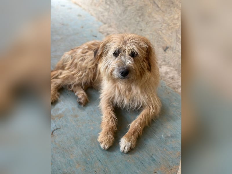 Fritzi, vorsichtiges Kämpferherz, ca. 5 Jahre, ca. 41 cm, ca. 14 kg