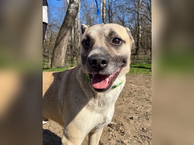 Nyüzsi, entspannter Herzenshund, ca. 2 Jahre, ca. 42 cm, ca. 18 kg *bald in 82008 Unterhaching*