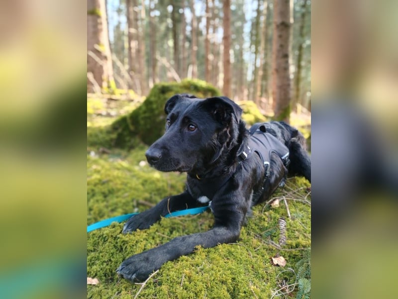 Bogár, liebevolle Herzensbrecherin, ca. 1 Jahr, ca. 47 cm, ca. 21 kg *in 88299 Leutkirch*