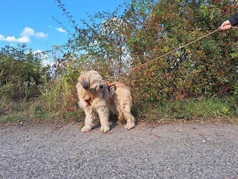 Püppi, schüchterne und liebevolle Hundedame, ca. 1 Jahre alt, ca. 44cm, ca. 15kg