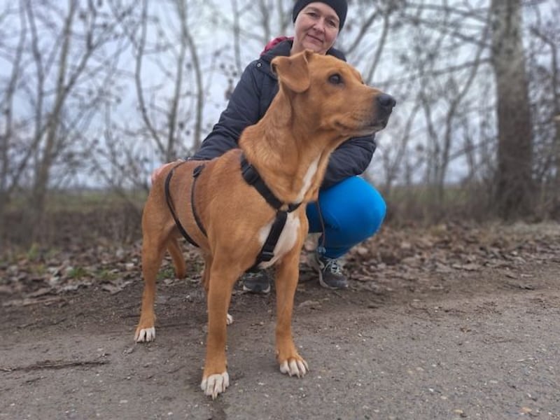 Hachiko, treuer Begleiter, ca. 8 Jahre, ca. 45 cm, ca. 18 kg