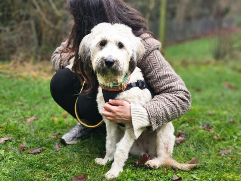 Püppi, schüchterne Hundedame, ca. 1 Jahr, ca. 44cm, ca. 15kg *in 45468 Mülheim*