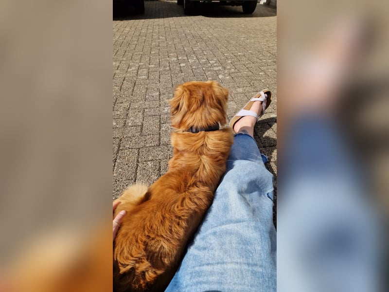 Hektor, sensibler Hundemann, 49 cm,19 kg, *in 38118 Braunschweig*