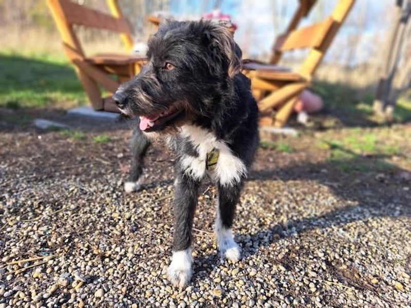 Lua, liebenswürdige Hundedame, ca. 1 Jahr, ca. 48 cm, ca 15 kg *bald in 83250 Marquarstein*