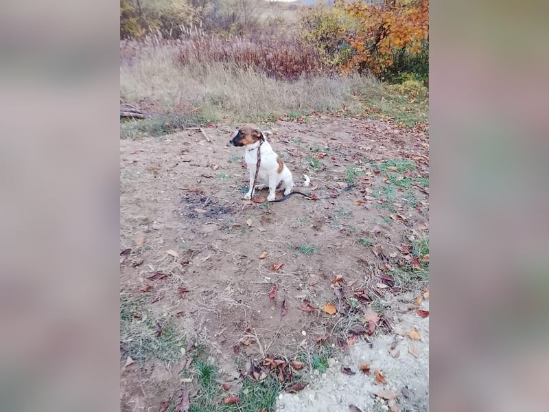 Wolfgang, lustiger Junghund, ca. 6 Monate, ca. 46 cm, ca. 13 kg