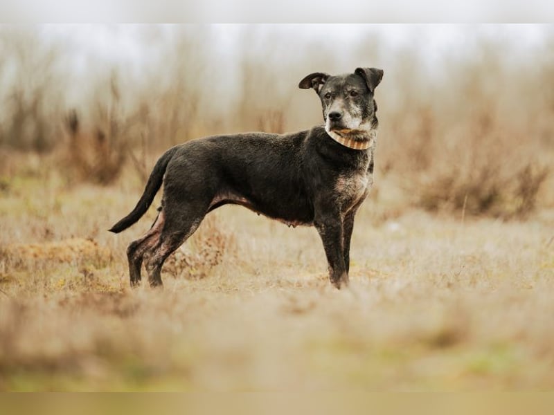 Fatima, soziale Hundedame, ca. 6 Jahre, *in 47198 Duisburg*