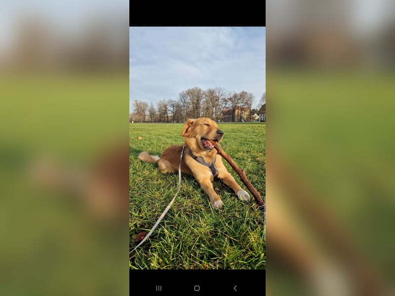Hektor, sensibler Hundemann, 49 cm,19 kg, *in 38118 Braunschweig*