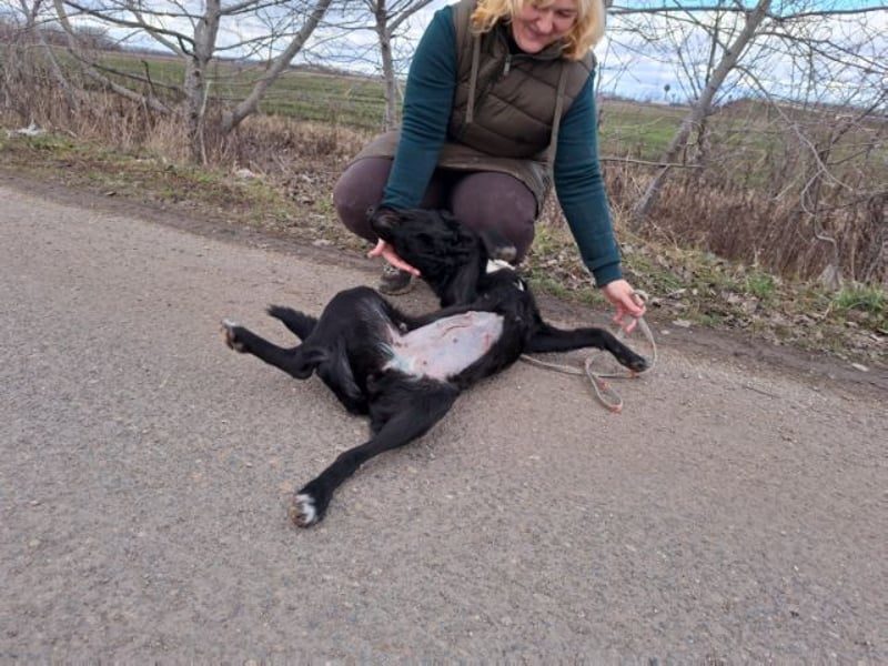 Bogár, liebevolle Herzensbrecherin, ca. 1 Jahr, ca. 47 cm, ca. 21 kg *in 88299 Leutkirch*