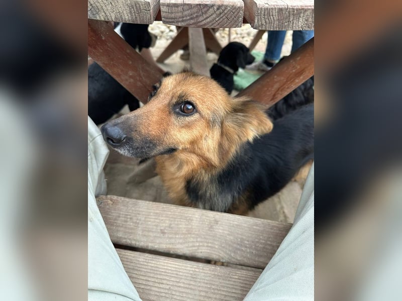 Nena, bezaubernde Herzensbrecherin, ca. 4 Jahre, ca. 42 cm, ca. 11 kg