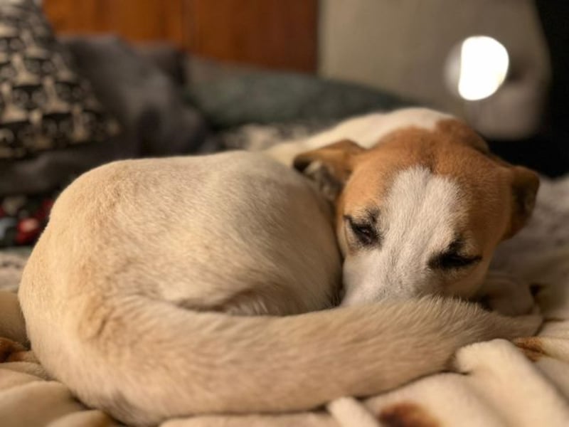Dodo, geschundenes Hundemädchen, ca.16 kg, ca. 48 cm ca. 1 Jahr *in 66887 Jettenbach*